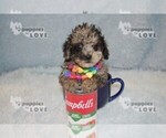 Small #12 Poodle (Toy)