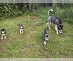 Image preview for Ad Listing. Nickname: Litter of 3