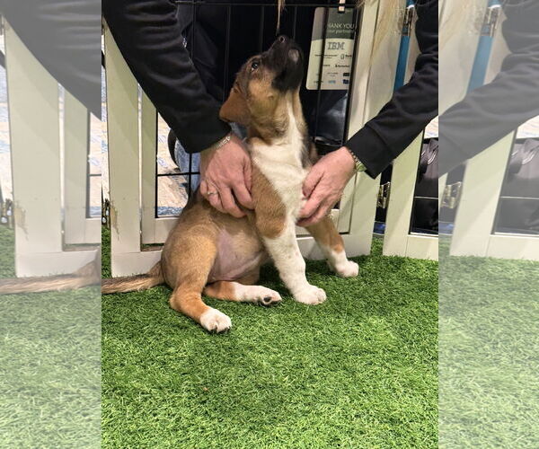 Medium Photo #6 Mutt Puppy For Sale in Sanford, FL, USA