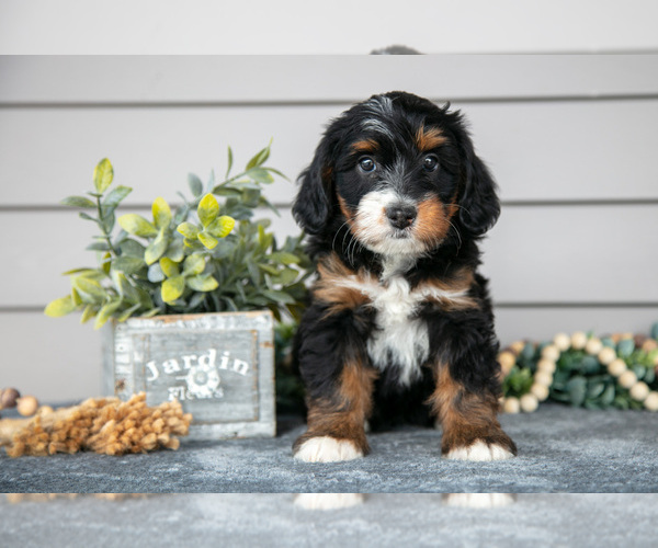 Medium Photo #2 Bernedoodle (Miniature) Puppy For Sale in WOLCOTTVILLE, IN, USA