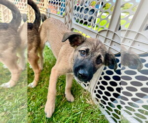 Baide - Male Siberian Husky-Unknown Mix Dog for Adoption - Photo #4