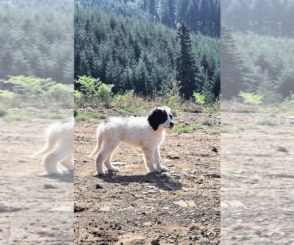 Medium Photo #6 Saint Berdoodle Puppy For Sale in BRUSH PRAIRIE, WA, USA