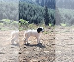 Small #5 Saint Berdoodle