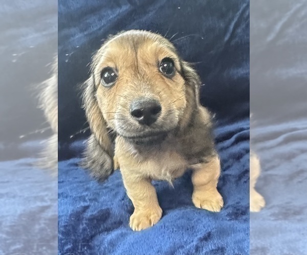 Medium Photo #13 Dachshund Puppy For Sale in MEMPHIS, TN, USA