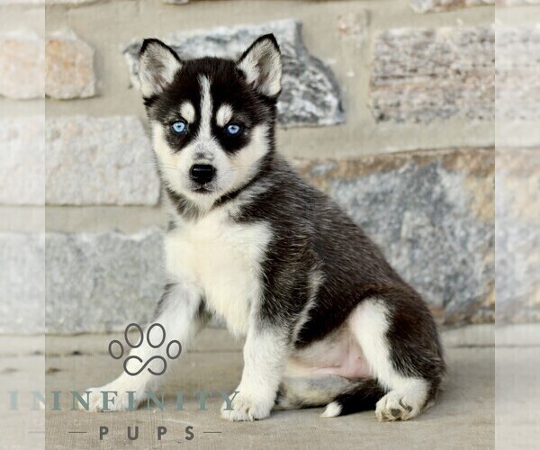 Medium Photo #2 Gerberian Shepsky Puppy For Sale in HONEY BROOK, PA, USA