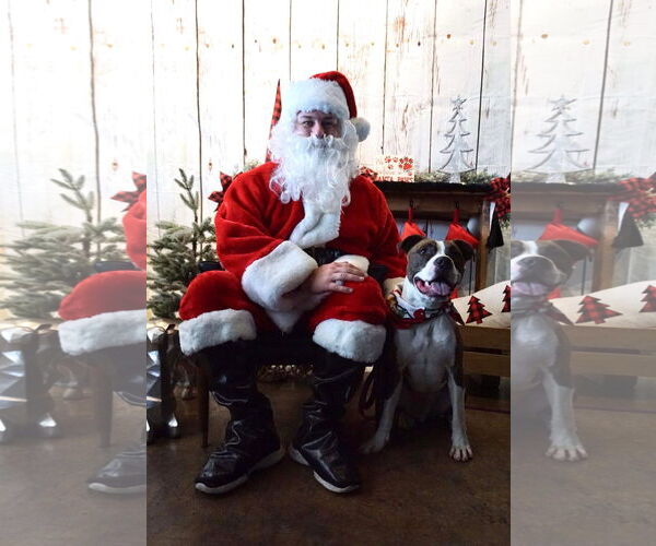 Medium Photo #27 American Pit Bull Terrier-Unknown Mix Puppy For Sale in Germantown, OH, USA