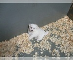 Small Photo #2 Maltese Puppy For Sale in CARROLLTON, GA, USA