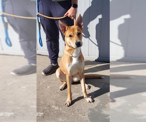 Medium Photo #1 Shiba Inu-Unknown Mix Puppy For Sale in Louisville, KY, USA