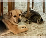 Small #3 German Shepherd Dog Mix