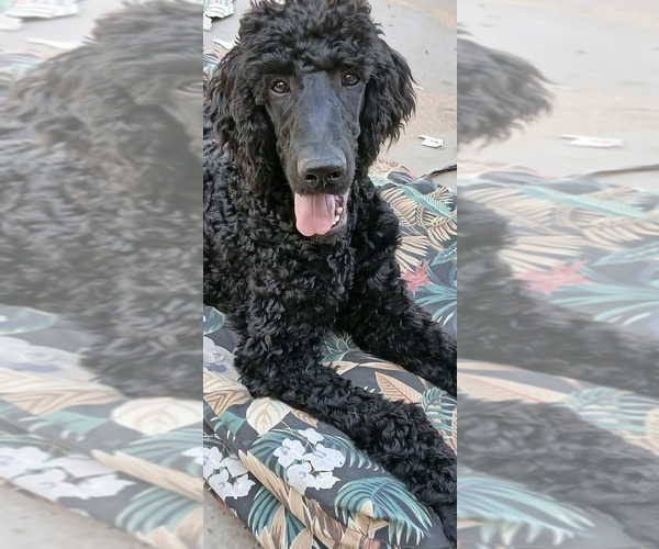 Medium Photo #1 Poodle (Standard) Puppy For Sale in CENTENNIAL, CO, USA