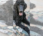 Image preview for Ad Listing. Nickname: black f