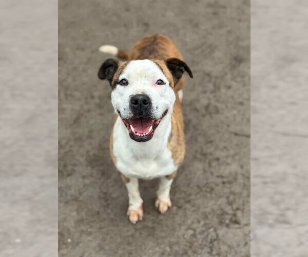 Medium Photo #2 Mutt Puppy For Sale in Riverside, CA, USA