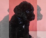 Small Photo #15 Bernedoodle Puppy For Sale in COOLIDGE, AZ, USA