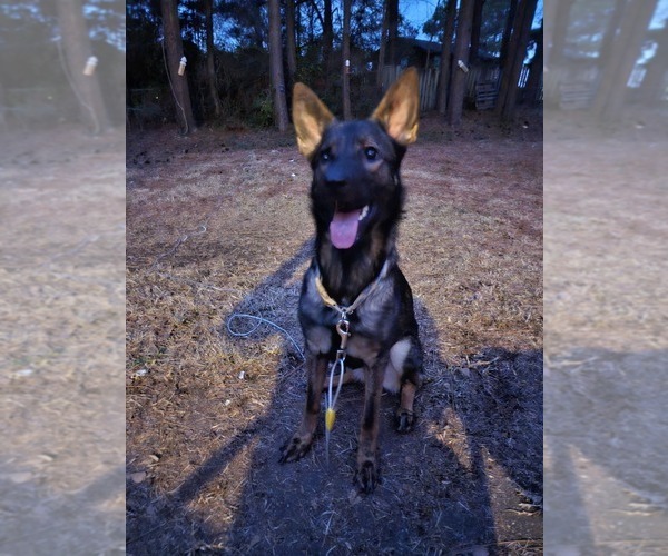 Medium Photo #3 German Shepherd Dog Puppy For Sale in ROCKINGHAM, NC, USA