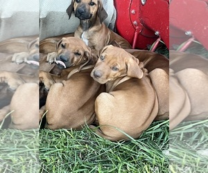 Rhodesian Ridgeback Puppy for sale in BOTKINS, OH, USA