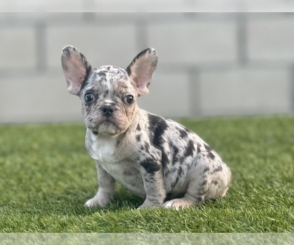 Medium Photo #8 French Bulldog Puppy For Sale in RIVERSIDE, CA, USA
