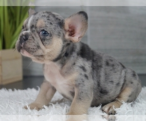 French Bulldog Puppy for sale in NEW YORK, NY, USA