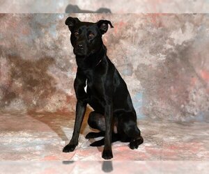 Labrador Retriever Dogs for adoption in West Valley, UT, USA