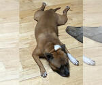 Small #10 Boxer-Staffordshire Bull Terrier Mix