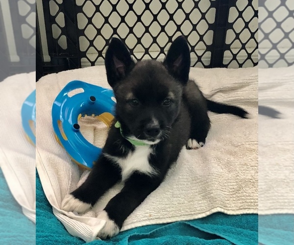 Medium Photo #1 Border Collie-Siberian Husky Mix Puppy For Sale in OKEECHOBEE, FL, USA