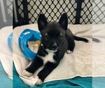 Small Photo #1 Border Collie-Siberian Husky Mix Puppy For Sale in OKEECHOBEE, FL, USA