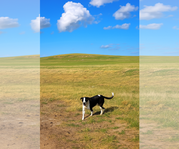 Medium Photo #6 Border Collie-Unknown Mix Puppy For Sale in Laramie, WY, USA