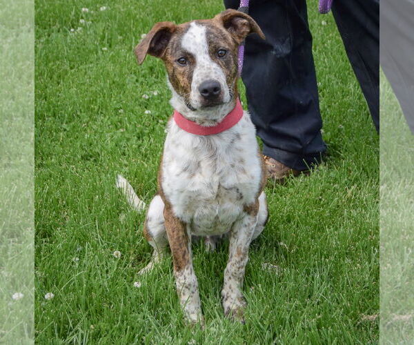 Medium Photo #5 Boxer-Red Heeler Mix Puppy For Sale in Huntley, IL, USA