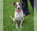 Small #4 Boxer-Red Heeler Mix