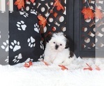 Small #2 Shih Tzu