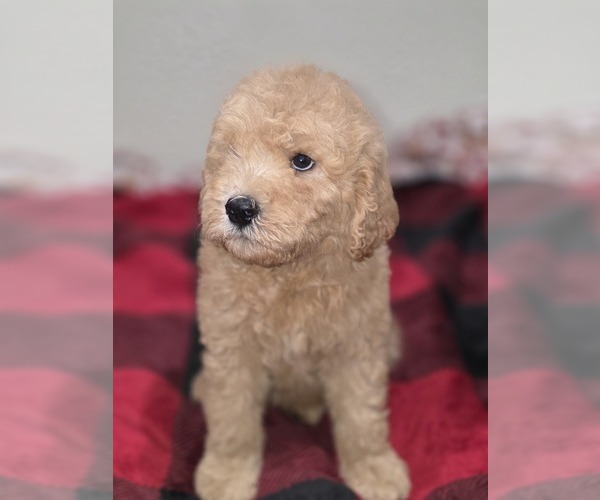Medium Photo #3 Goldendoodle Puppy For Sale in DUBLIN, TX, USA