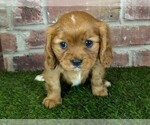 Small #2 Cavalier King Charles Spaniel