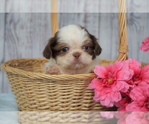 Shih Tzu Puppy for sale in FREDERICKSBG, OH, USA