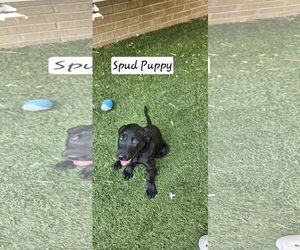 Medium Labrador Retriever