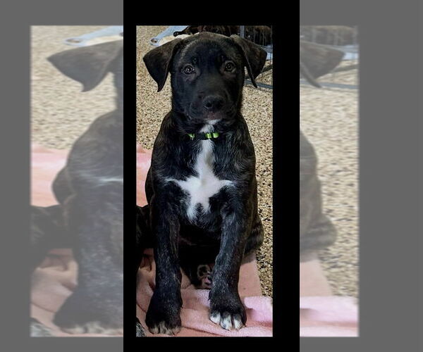 Medium Photo #2 German Shepherd Dog-Unknown Mix Puppy For Sale in Canton, CT, USA