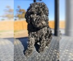 Small Photo #2 Poodle (Miniature) Puppy For Sale in INDIAHOMA, OK, USA