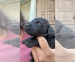 Puppy Onyx Poodle (Standard)