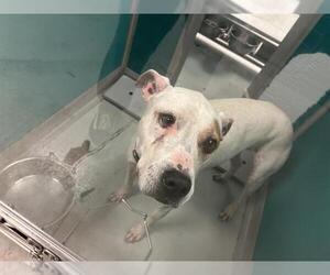 American Pit Bull Terrier-Unknown Mix Dogs for adoption in Oklahoma City, OK, USA