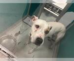 Small American Pit Bull Terrier Mix