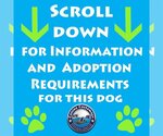 Small #2 Rat Terrier Mix