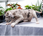Small #24 Great Dane