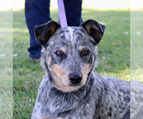 Medium Photo #2 Mutt Puppy For Sale in Paso Robles, CA, USA