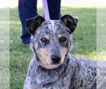 Small Photo #2 Mutt Puppy For Sale in Paso Robles, CA, USA