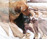 Small Photo #9 Labrador Retriever-Red Heeler Mix Puppy For Sale in CEDAR CITY, UT, USA