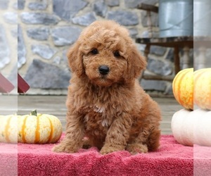 Goldendoodle (Miniature) Puppy for sale in EPHRATA, PA, USA