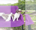 Small #3 Shih Tzu
