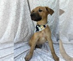 Small #1 Dachshund Mix