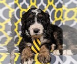 Small Photo #6 Bernedoodle Puppy For Sale in LANCASTER, PA, USA