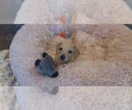 Small #7 Dachshund
