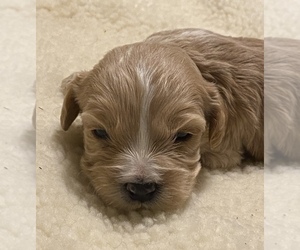 Cavapoo Dog for Adoption in FOLSOM, California USA
