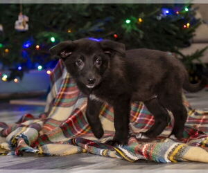 Lydia - Female Shepradors Dog for Adoption - Photo #7